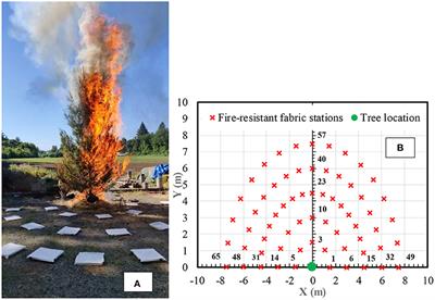 Firebrand Generation Rates at the Source for Trees and a Shrub